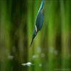 Animation 1