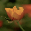 Animation 4